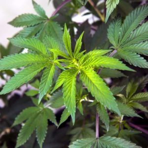 Cannabis Clone Close Up