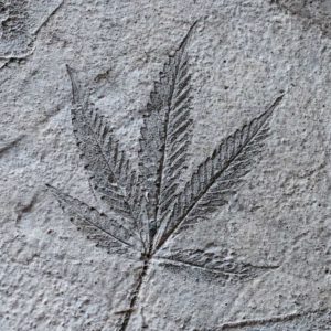 cannabis indent that resembles fossil