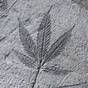 cannabis indent that resembles fossil