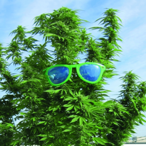 Weed Plant with Sunglasses